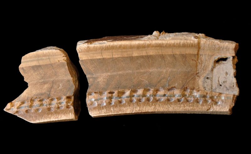 Ancient Fossilized Tooth Leads to New Findings About Belize