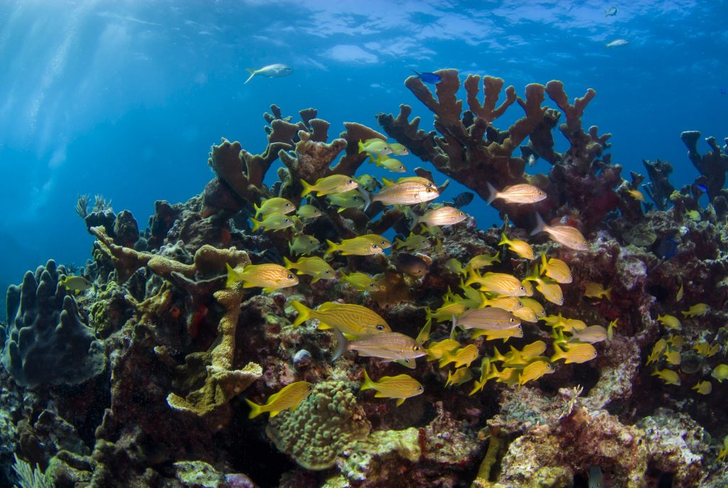 Belize Scuba Diving Hot Spots