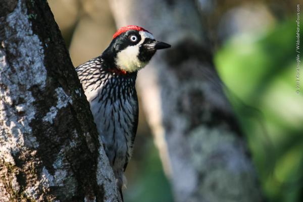 Birding in Belize