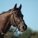 horseback riding in Belize