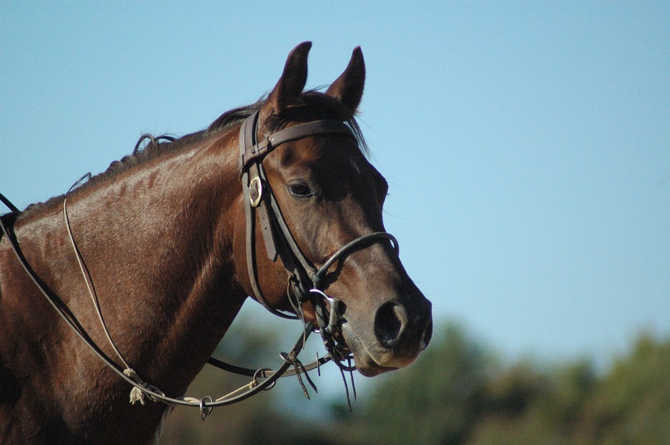 horseback riding in Belize