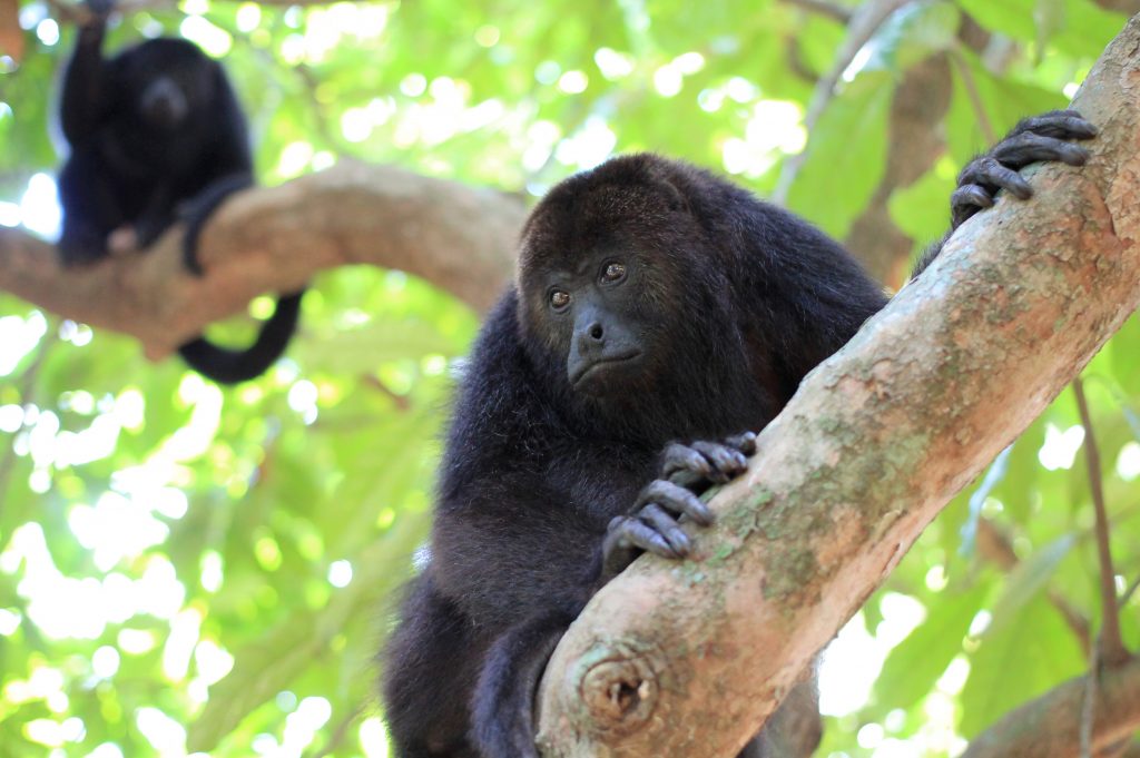 monkey river