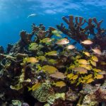 Do You Need A Fishing License to Fish in Placencia?