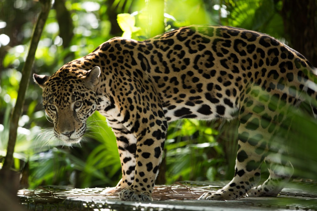 Must See Animals and Birds When Visiting Belize
