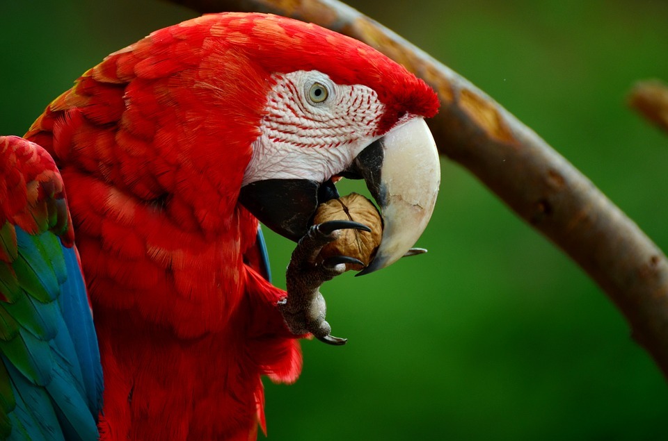 Birdwatching in Belize