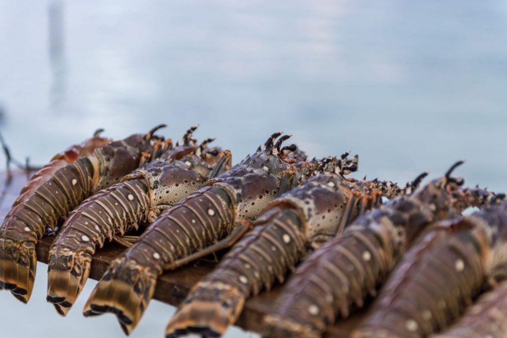 Uncharted Jewel Can Ferry You to the Biggest Food Festival in Belize