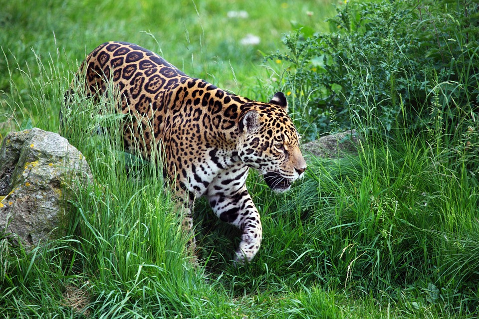 Transfer from San Ignacio to Southern Belize With Uncharted Jewel Belize