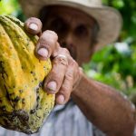 Belize Chocolate Tour