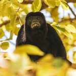 Explore Monkey River on Your Belize Adventure Vacation
