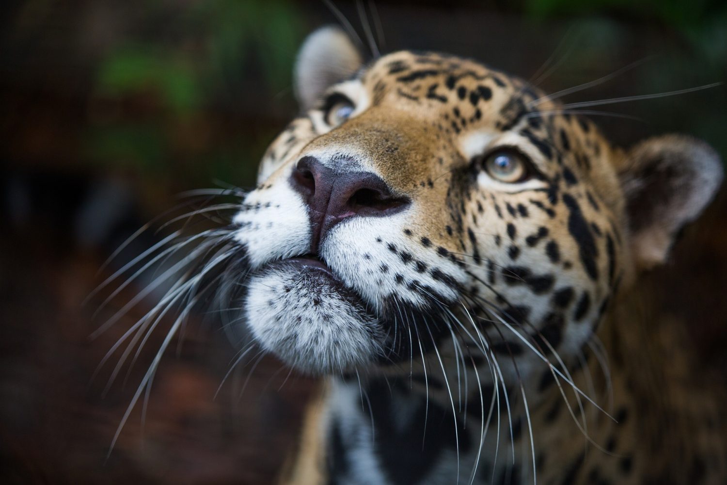 Wildlife and Nature Experiences