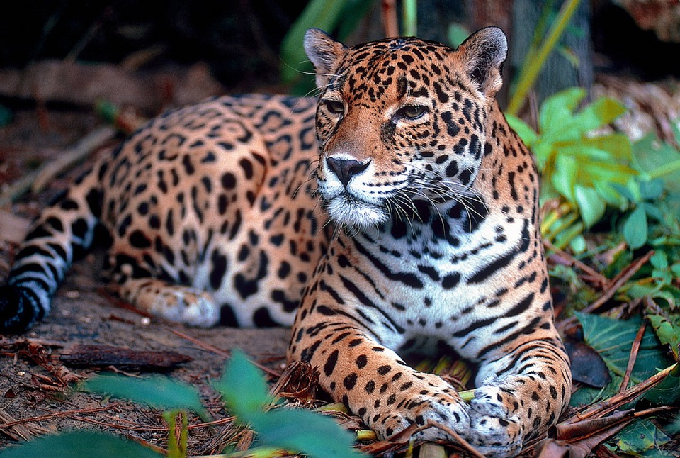 Experience the Cockscomb Basin Wildlife Sanctuary with Uncharted Jewel Belize