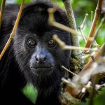 Experience the Wild at Monkey River