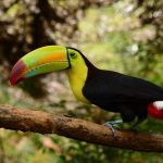 Visit the Belize Zoo Together