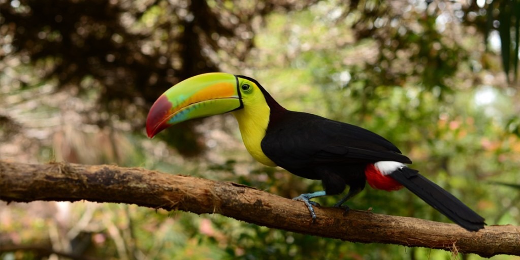 Visit the Belize Zoo Together