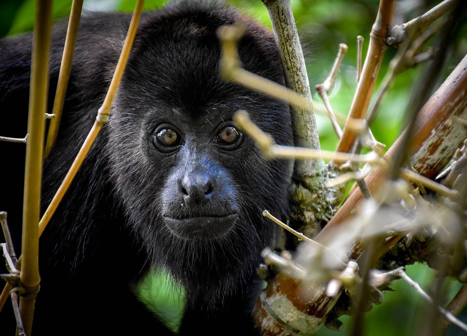 Wildlife and Mangroves
