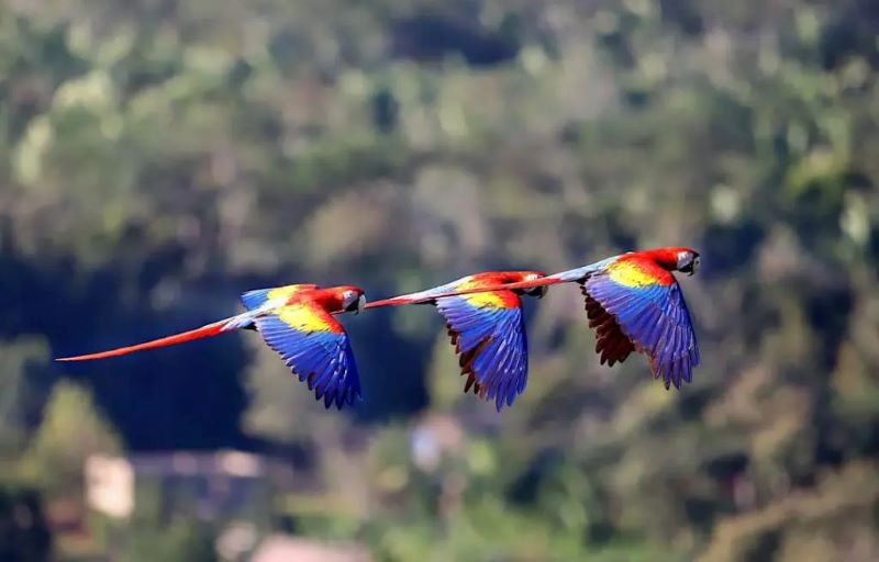  Belize wildlife tours