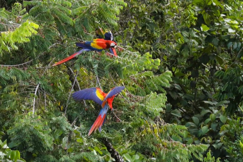 Birdwatching in Belize