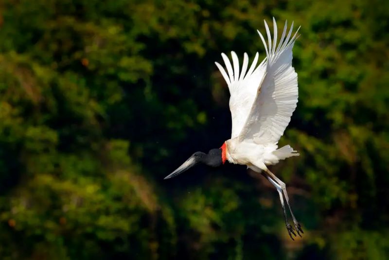  Belize wildlife