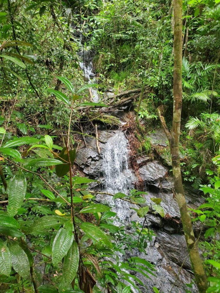  tropical wellness Belize